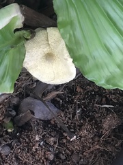Fungi