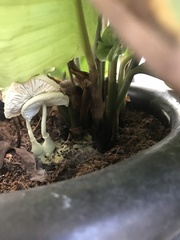 Fungi