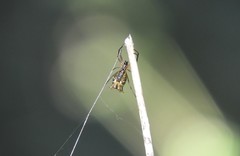Micrathena nigrichelis
