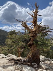 Pinus balfouriana