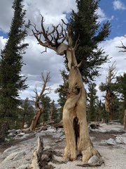 Pinus balfouriana