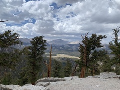 Pinus balfouriana