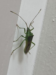 Amblypelta nitida
