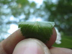 Crataegus succulenta