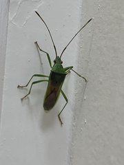 Amblypelta nitida