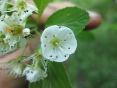 Crataegus succulenta