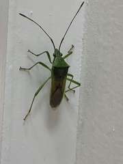 Amblypelta nitida