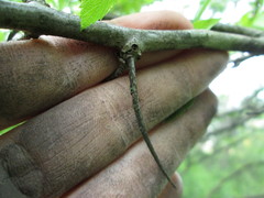 Crataegus succulenta