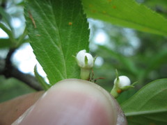 Crataegus succulenta