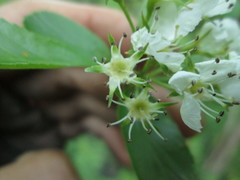 Crataegus succulenta