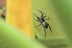 Diapontia uruguayensis