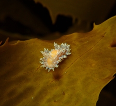 Caldukia affinis