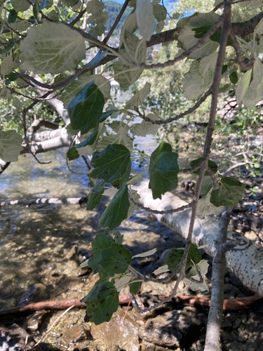 Populus alba iNat (1)