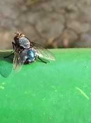 Calliphora