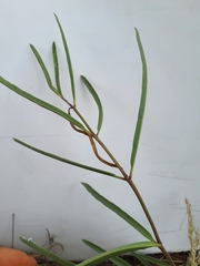 Raphionacme velutina