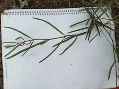 Raphionacme velutina