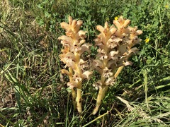 Orobanche caryophyllacea