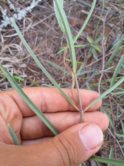 Raphionacme velutina