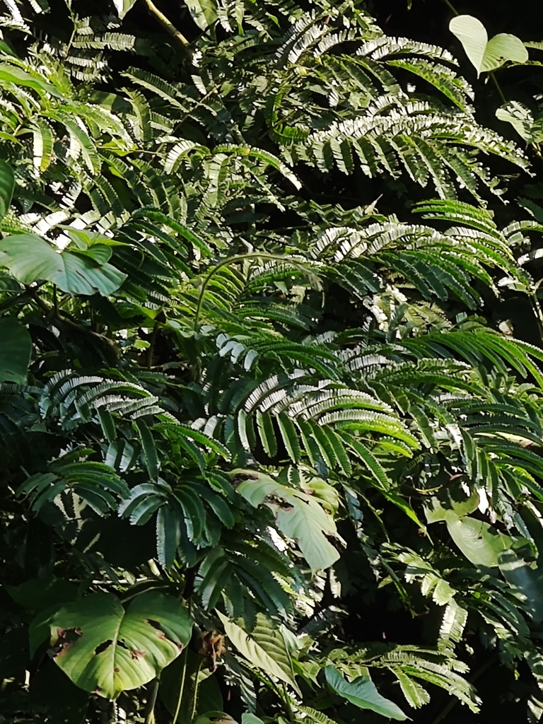 Senegalia megaladena