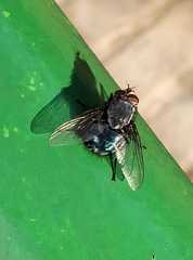 Calliphora