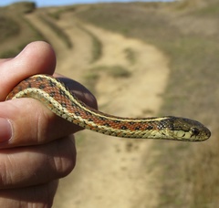 Thamnophis validus validus