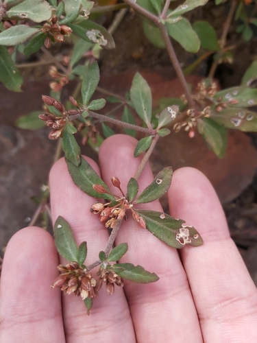 Bitter cumin (Glinus oppositifolius)