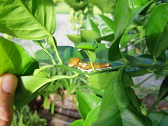 Papilio fuscus capaneus