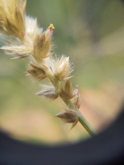 Cyphocarpa angustifolia