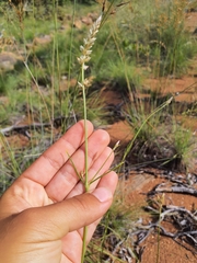 Cyphocarpa angustifolia