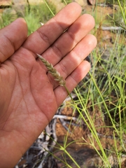 Cyphocarpa angustifolia