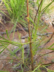 Cyphocarpa angustifolia