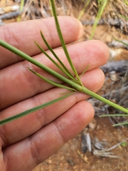 Cyphocarpa angustifolia