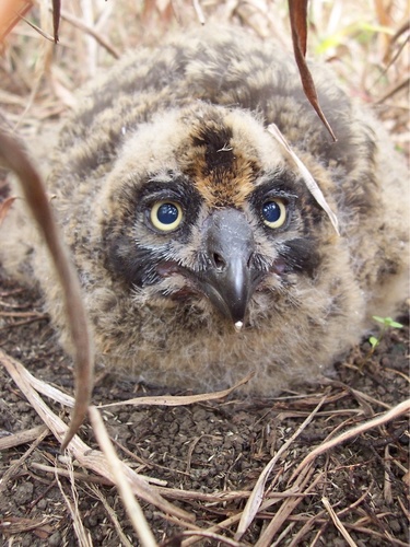 Asio flammeus observed 2017-01-25
