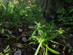 Galium spurium