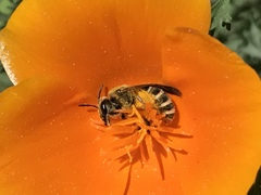 Halictus farinosus