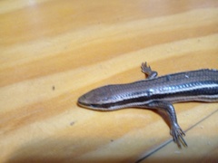 Aspronema dorsivittatum