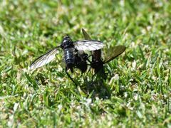 Empis ciliata