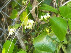 Geitonoplesium cymosum