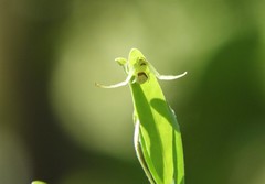 Misumenops callinurus