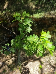 Senna pendula glabrata