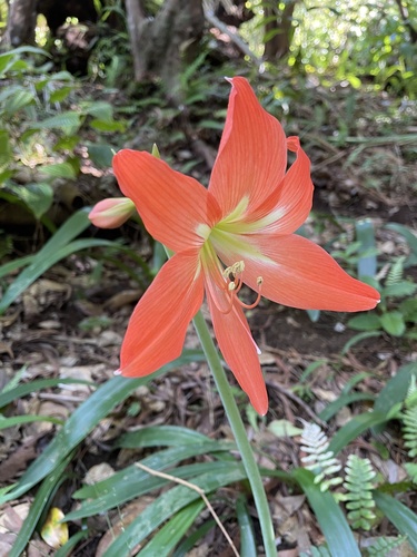 Hippeastrum striatum observed 2021-01-07