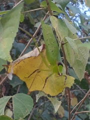 Stilpnochlora thoracica