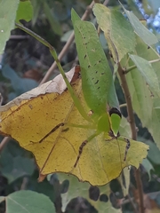 Stilpnochlora thoracica