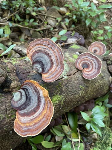 dark-footed tinypore