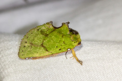 Paracyphanta kurokoi