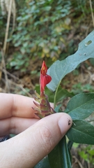 Aphelandra lineariloba