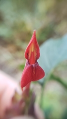 Aphelandra lineariloba