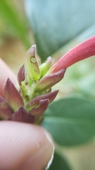 Aphelandra lineariloba