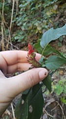 Aphelandra lineariloba