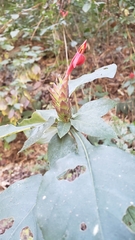 Aphelandra lineariloba